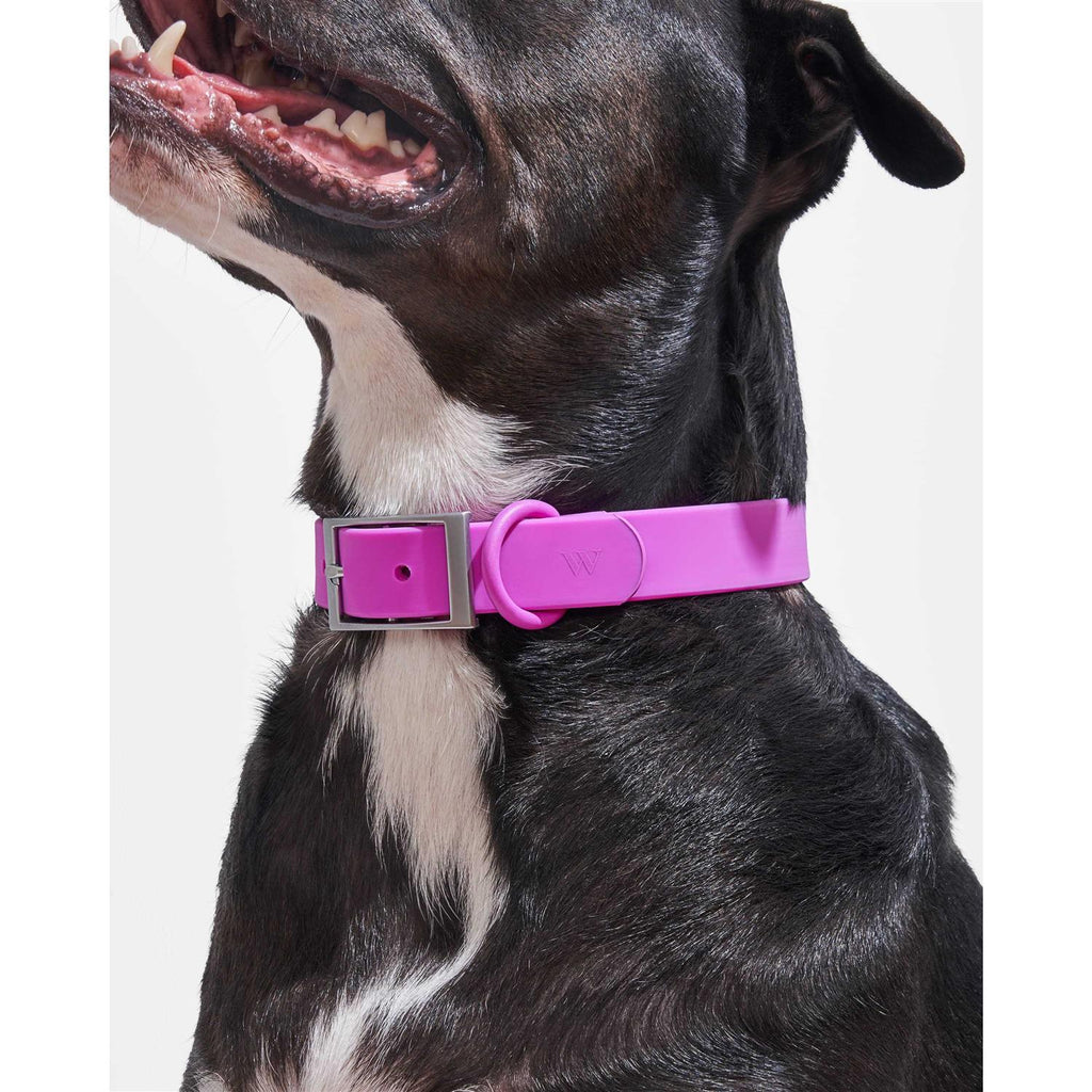 Dog Collar H49736