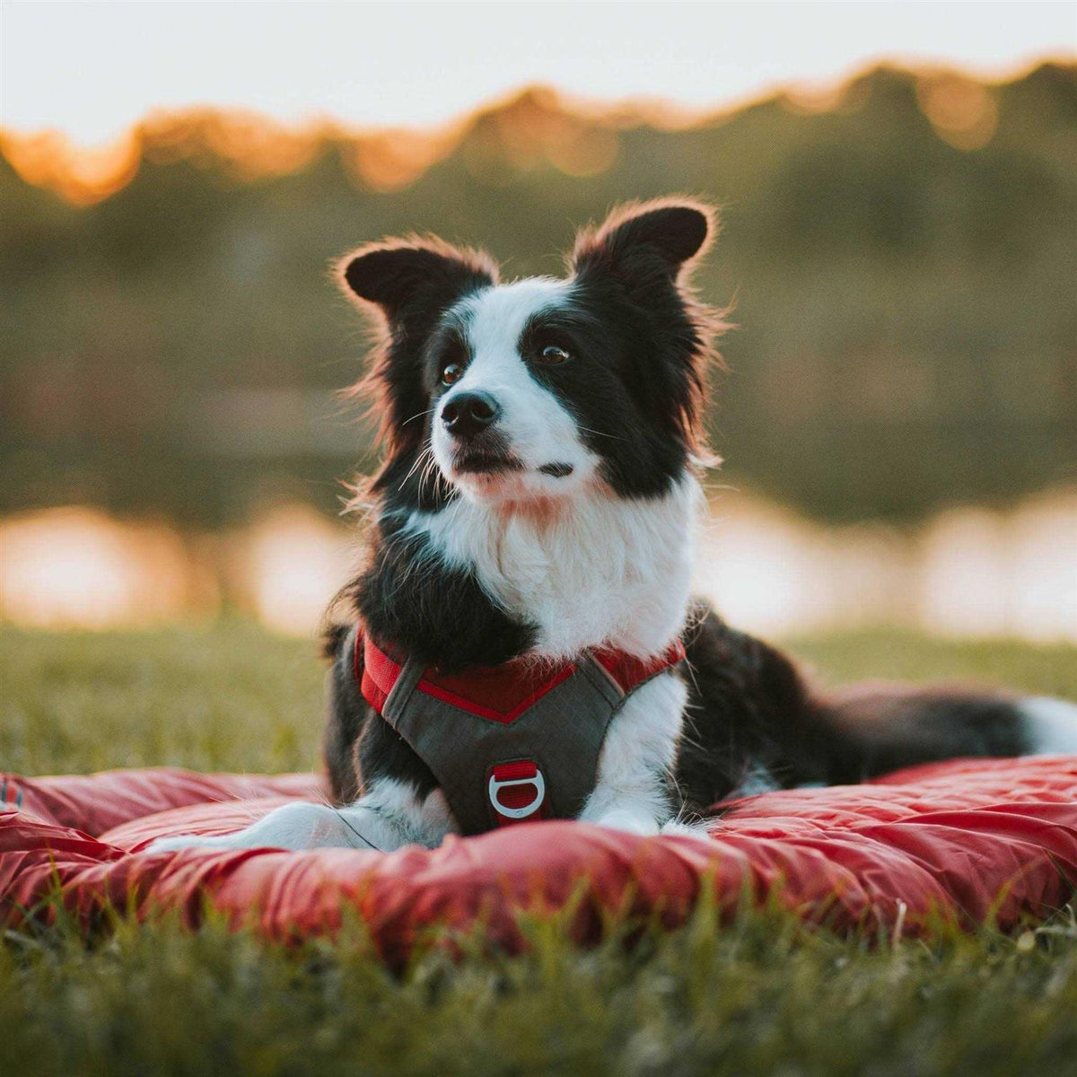 Dog Harness F456285