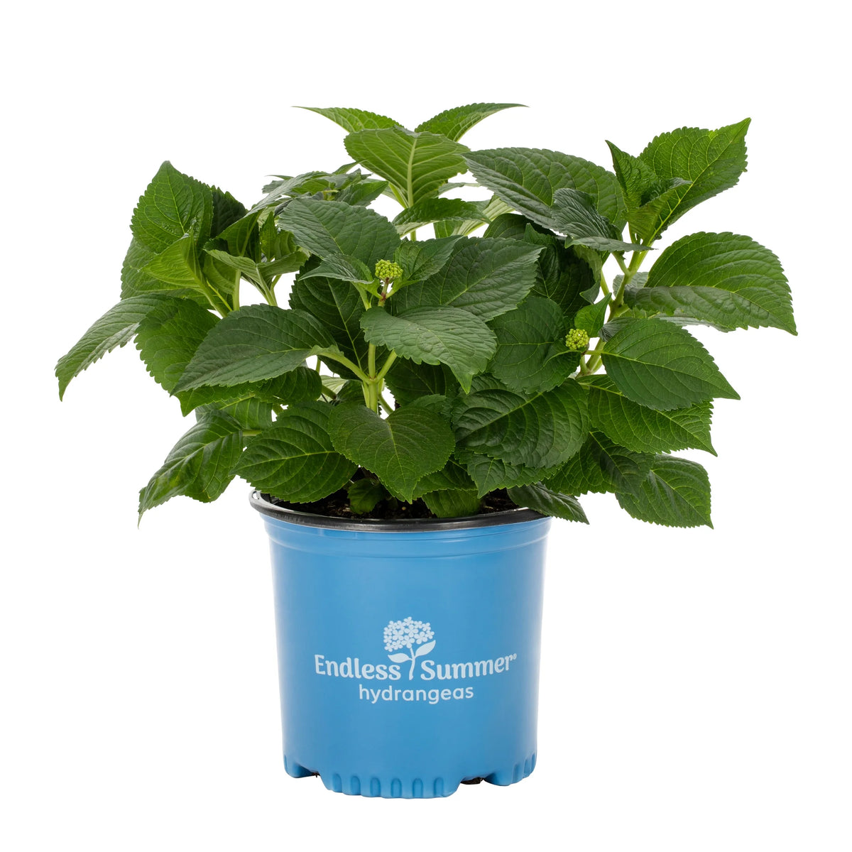 Bloomstruck Hydrangea Live Shrub Grower Pot Shade W98443