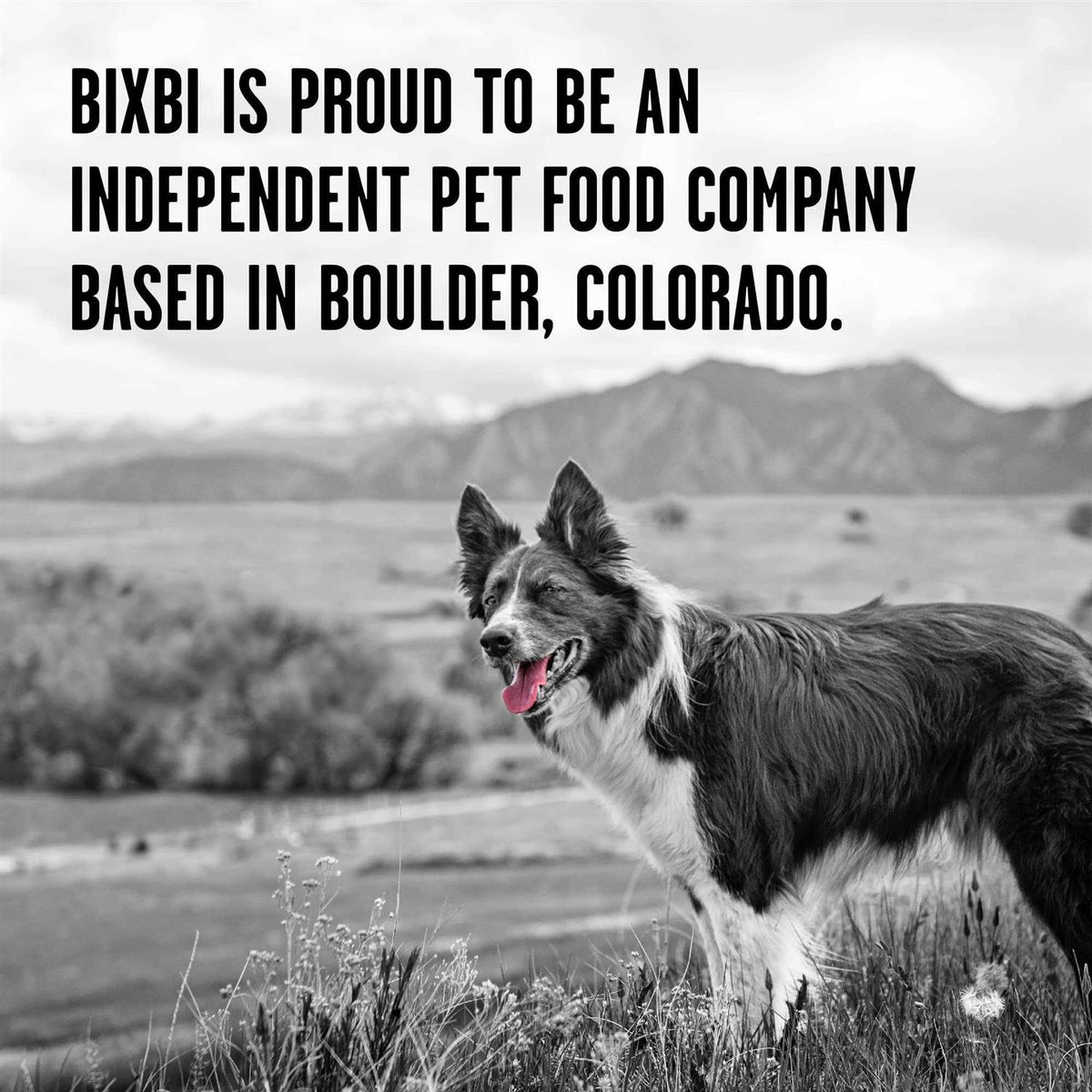 Chicken Recipe Dry Dog Food M974