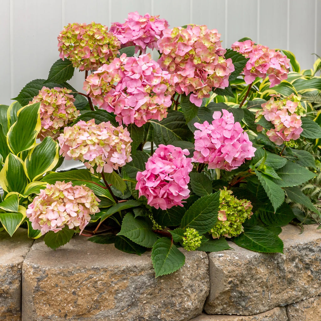 Bloomstruck Hydrangea Live Shrub Grower Pot Shade W98443