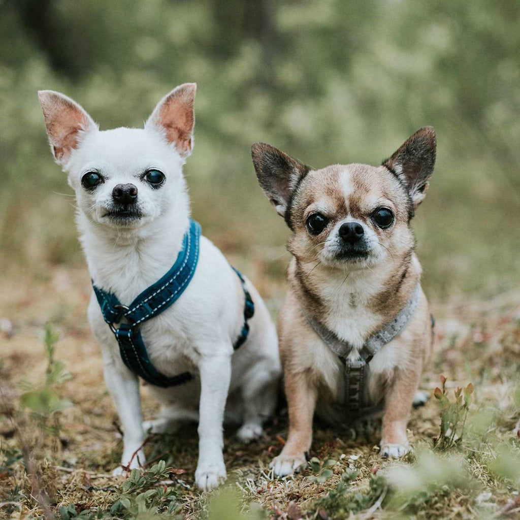 Padded Dog Y Harness G13449
