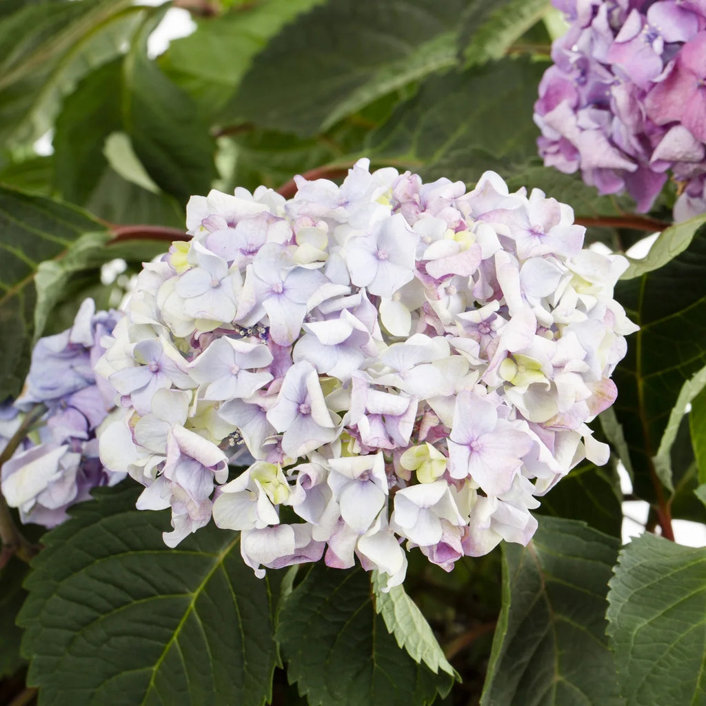 Bloomstruck Hydrangea Live Shrub Grower Pot Shade W98443