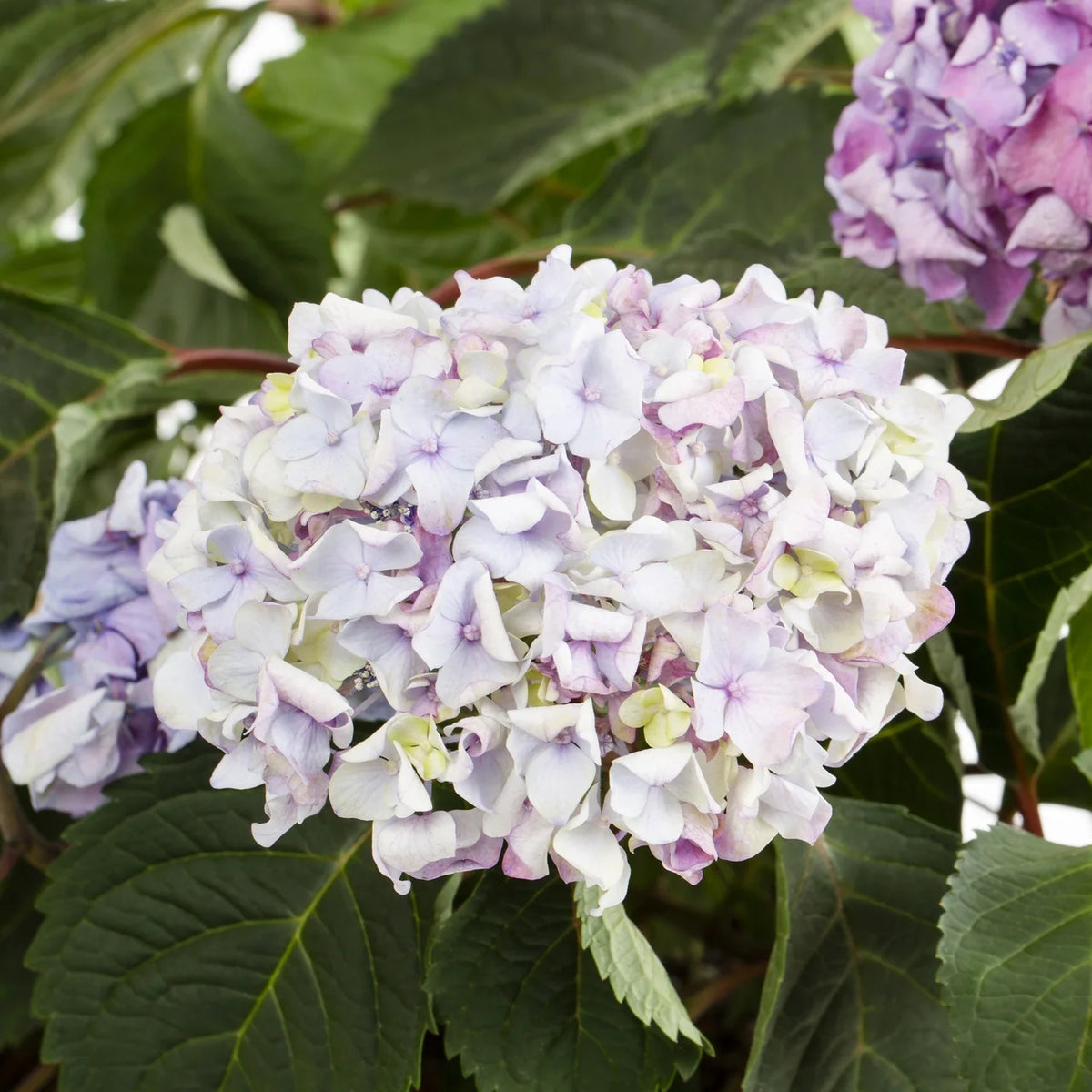 Bloomstruck Hydrangea Live Shrub Grower Pot Shade W98443
