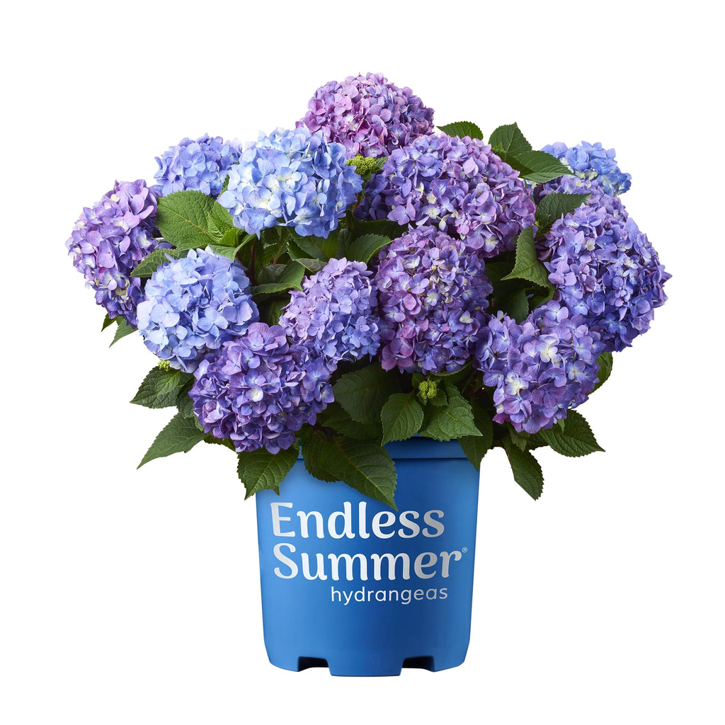 Bloomstruck Hydrangea Live Shrub Grower Pot Shade W98443