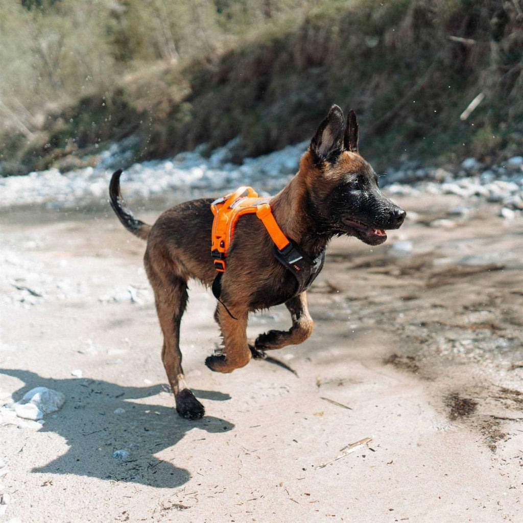 Dog Harness F2450