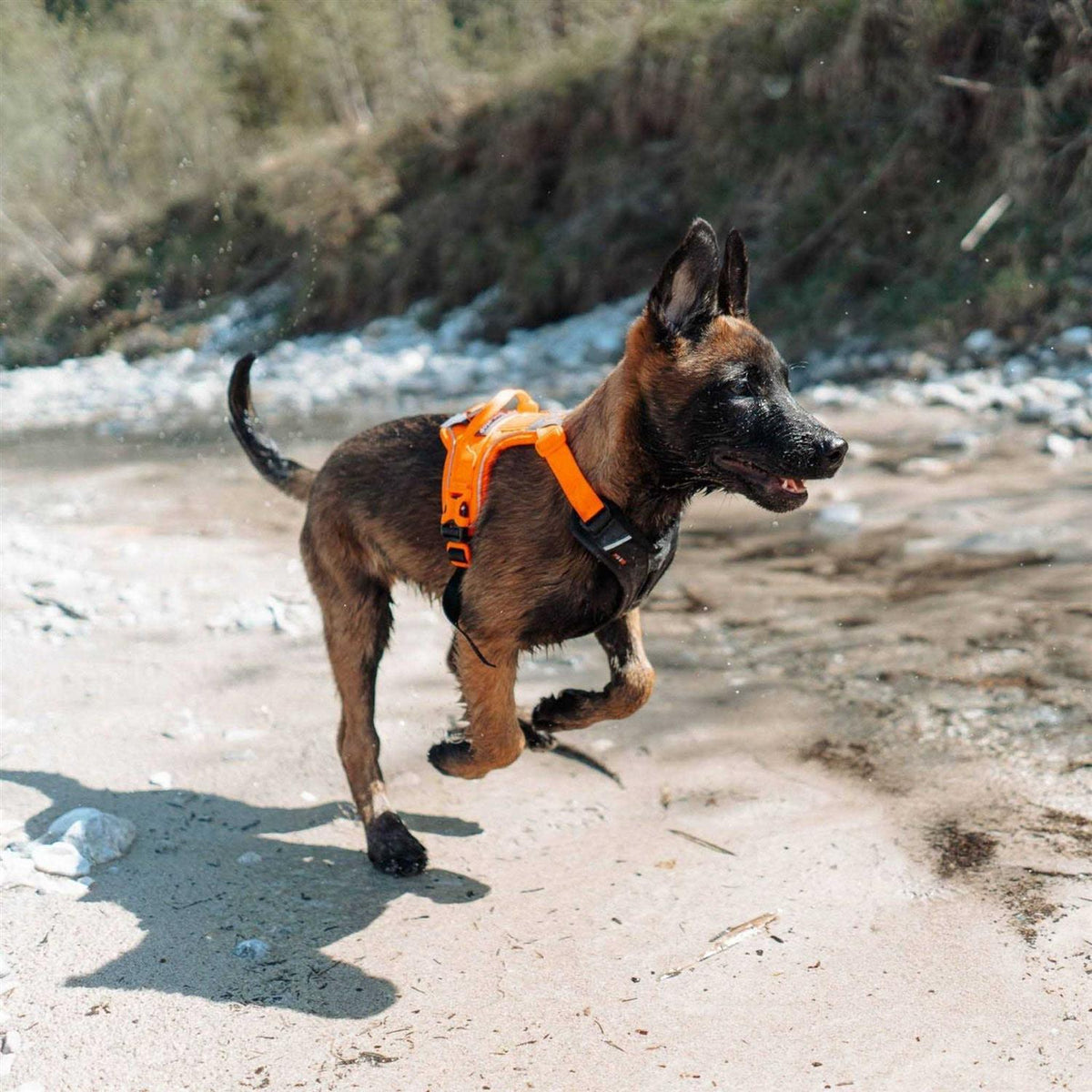 Dog Harness F2450
