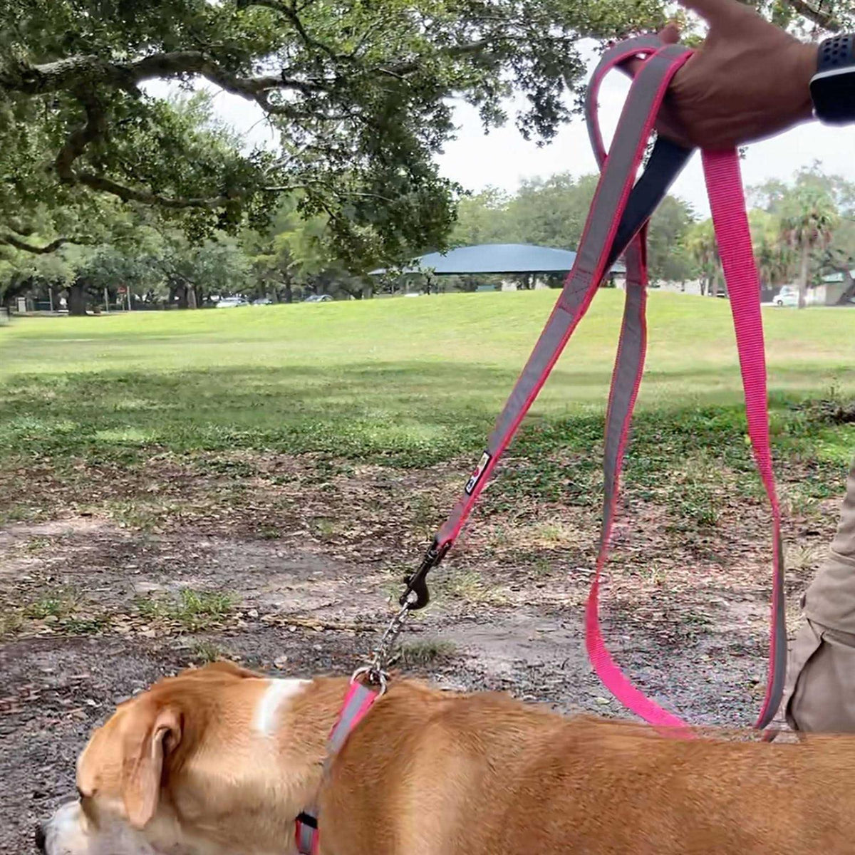 6 ft Dog Leash Z3953