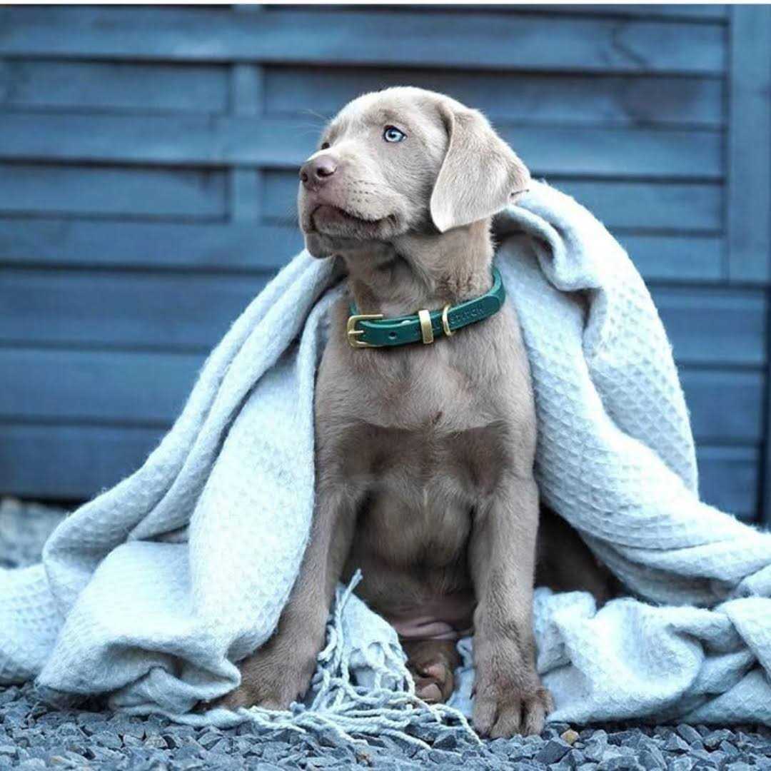 Leather Dog Collar P68536