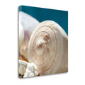 Shell Quartet Giclee Print on Gallery Wrap Canvas F474