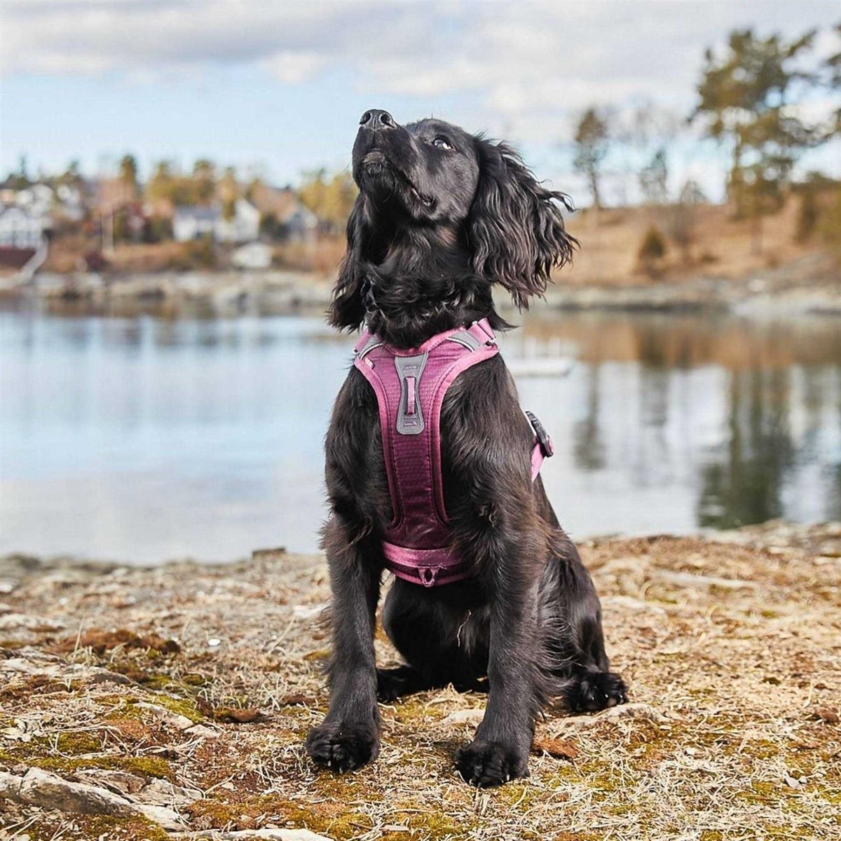 Dog Harness F2450