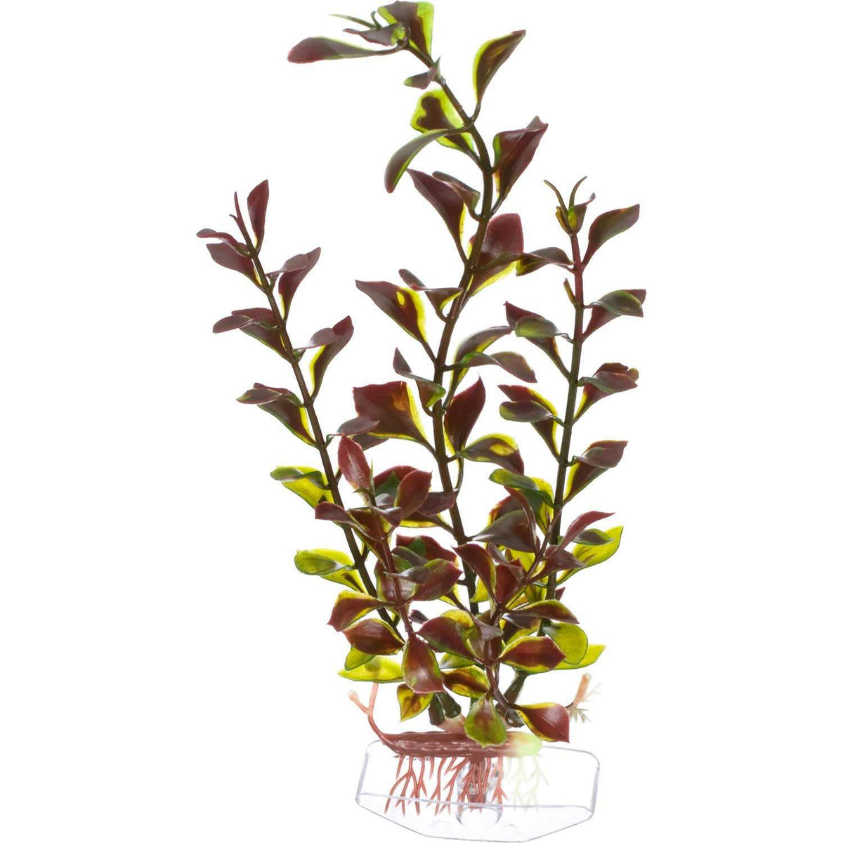 Ludwigia Medium L948477