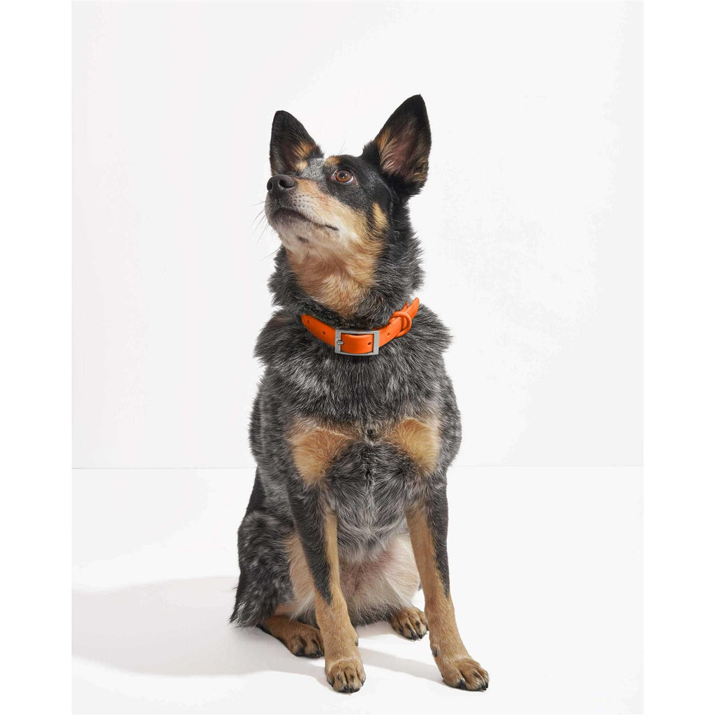 Dog Collar H49736
