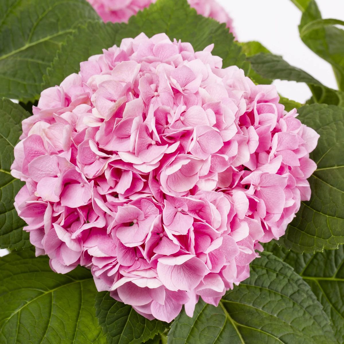 Bloomstruck Hydrangea Live Shrub Grower Pot Shade W98443
