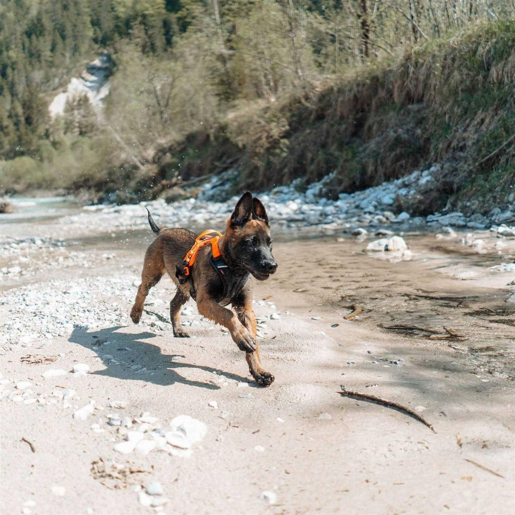 Dog Harness F2450