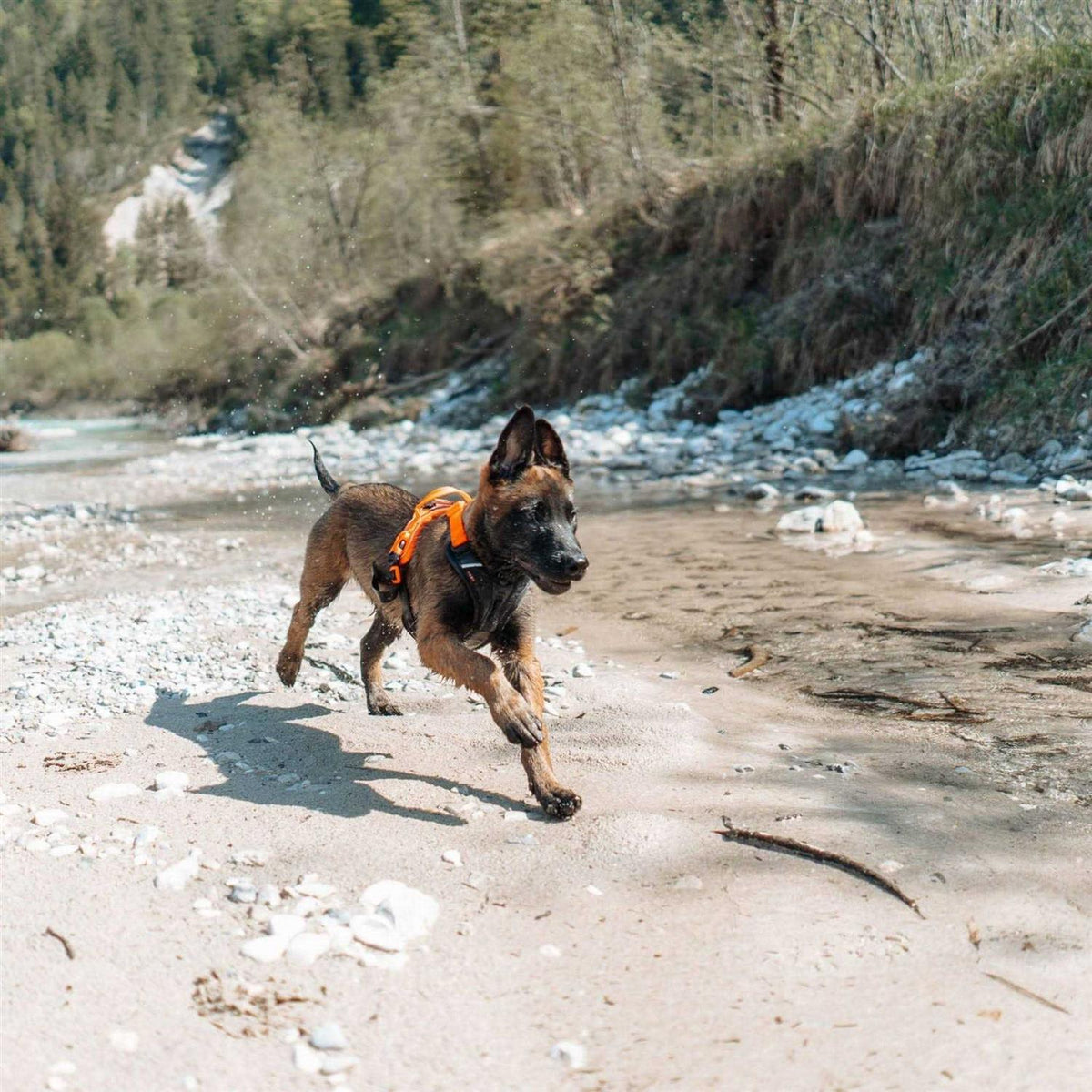 Dog Harness F2450