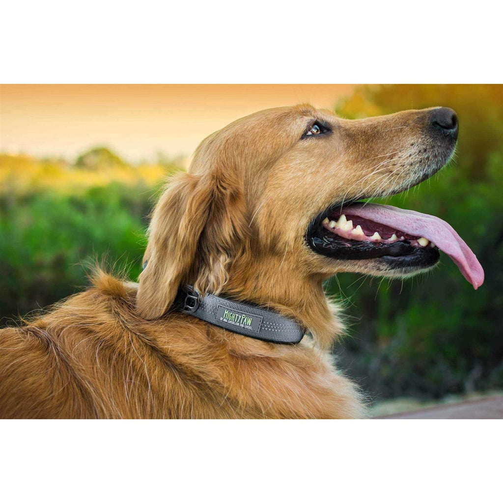 Dog Collar R717366