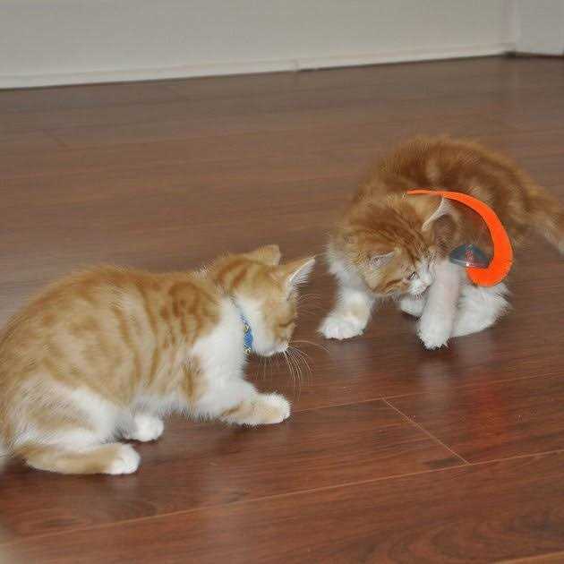 Cat Toy Y25954