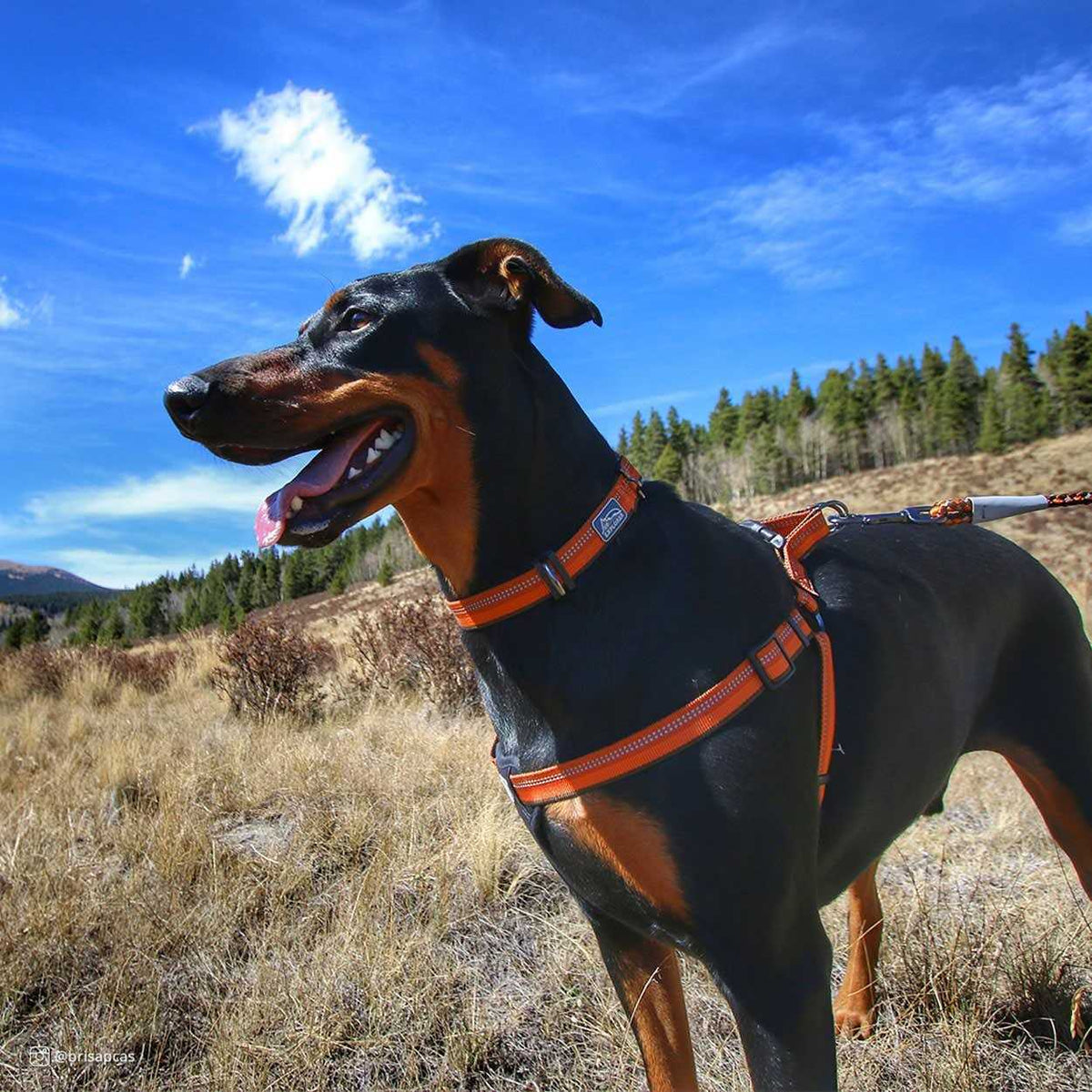 Reflective Adjustable Padded Dog Harness R581306