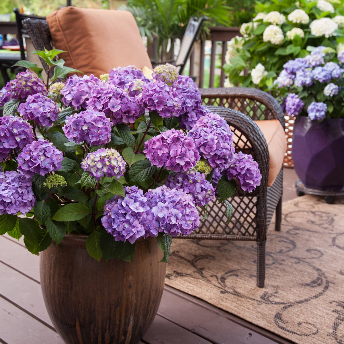 Bloomstruck Hydrangea Live Shrub Grower Pot Shade W98443