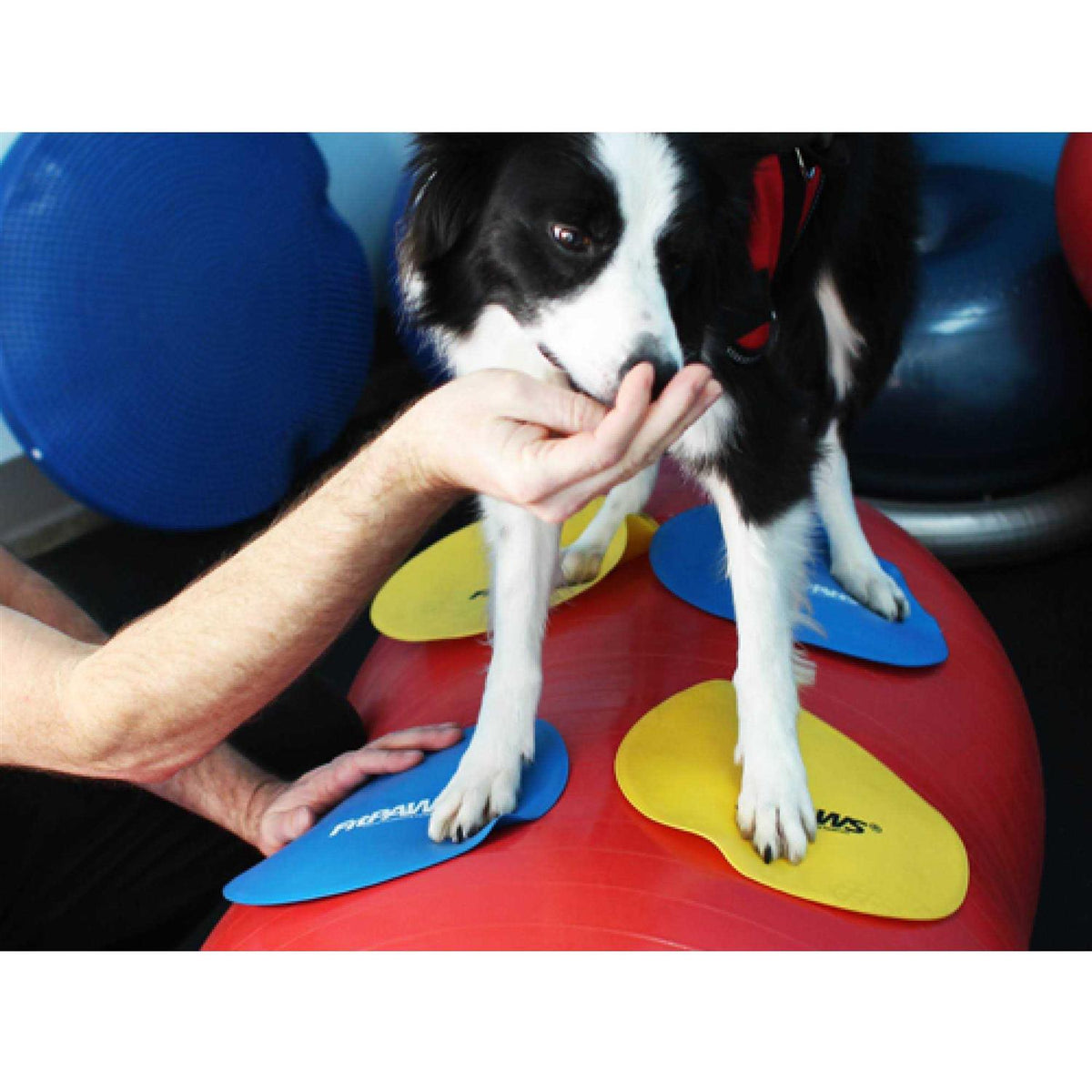 Pet Supplies Y7019