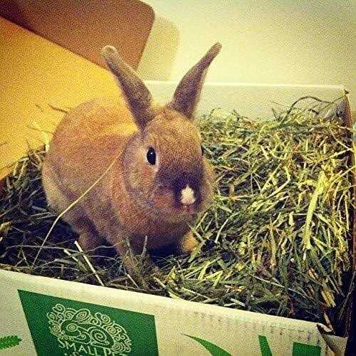 Timothy Hay Pet Food V488