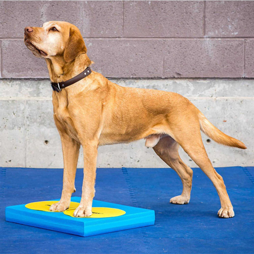 Pet Supplies Y7019